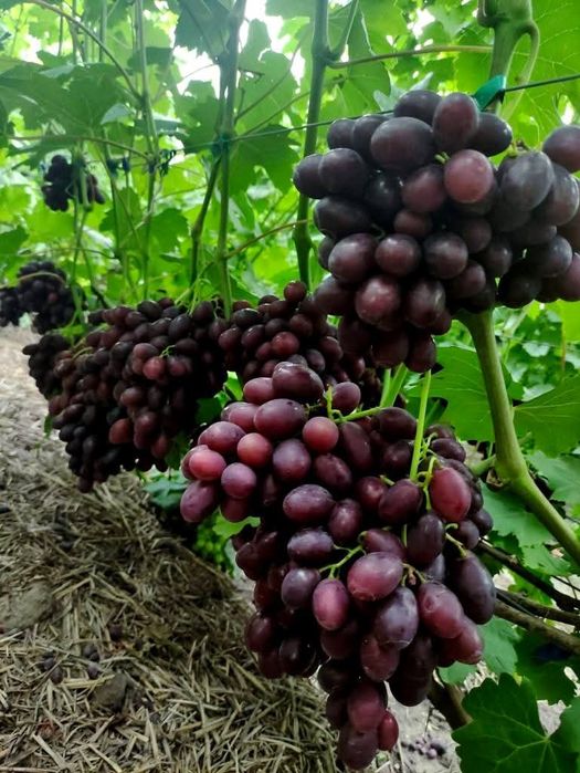 Vita de vie Soiuri de  masa Butasi de anul 3 altoiti
