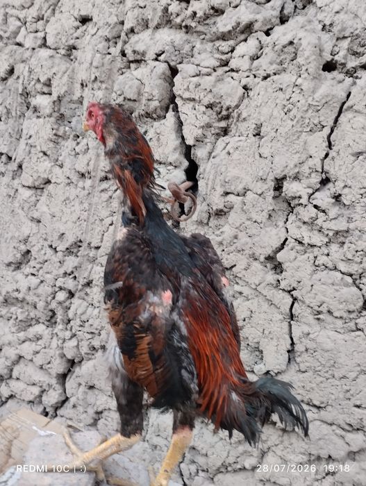 Shamo dakan xóroz va 2 ta makyon toza zotlar yozda yoshiga tólgan