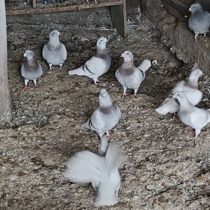 Vând porumbei înfoiați și standard