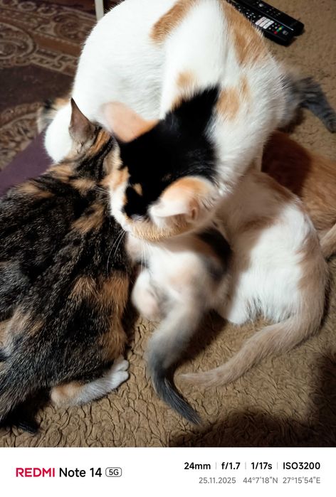 Подарявам малки котета