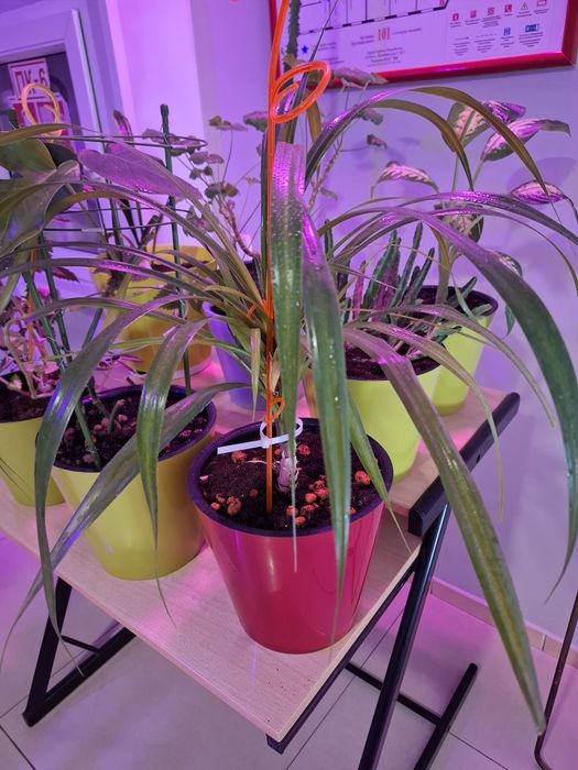 Продам цветы в офис ухоженные