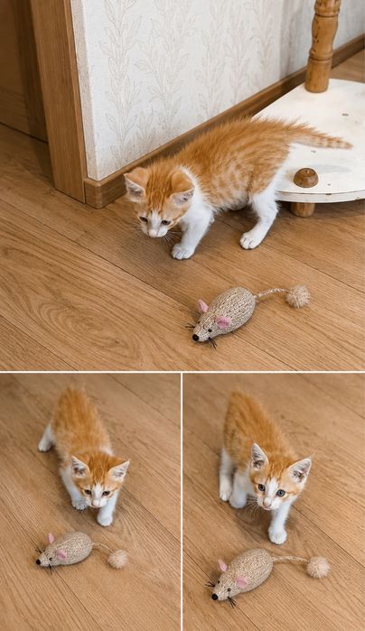 Котенок 2 месяца мальчик
