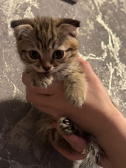 Котята скотиш фолд