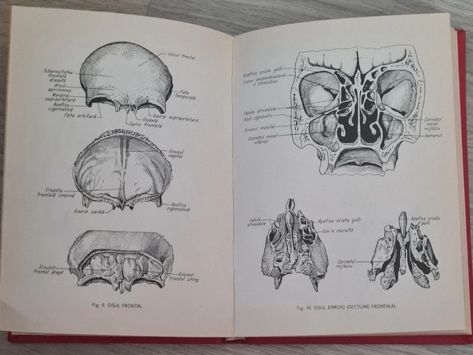 Mic atlas de anatomia omului (Dem. Theodorescu)