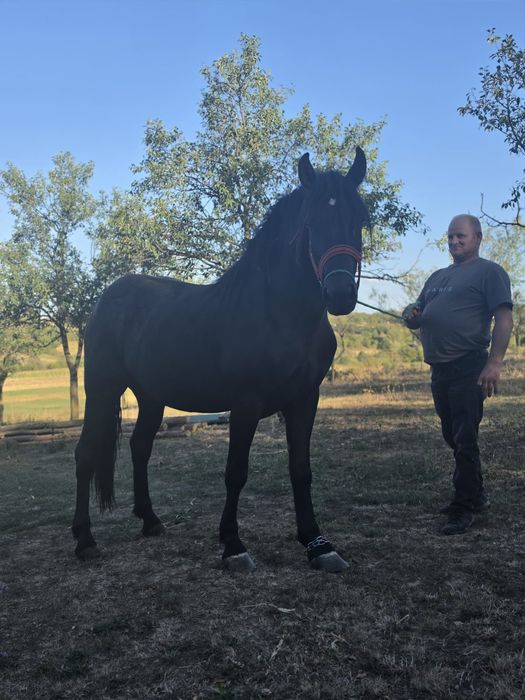 Vând mânză de doi ani