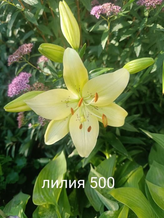 Продам флоксы  многолетний