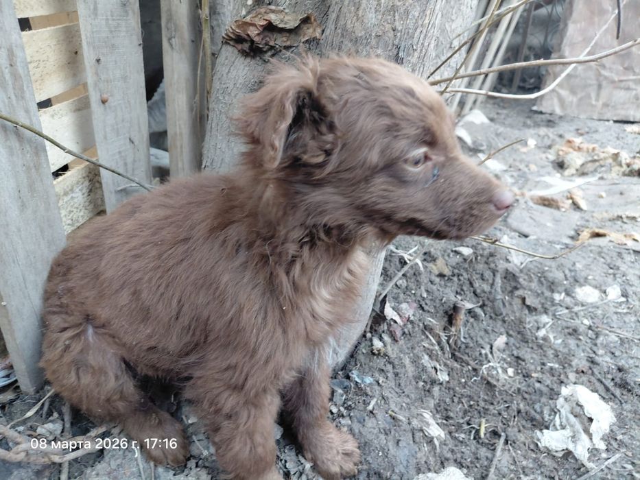 Отдам щенков, 5 мес