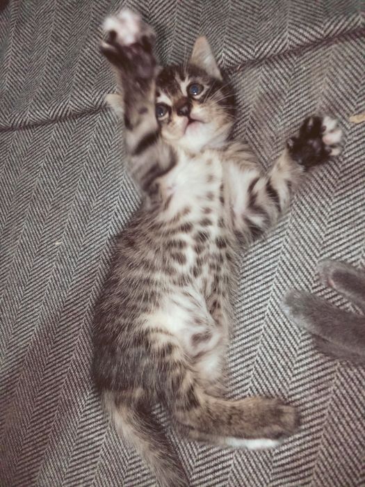 Отдам котят бесплатно в хорошие руки