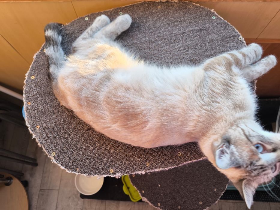 Котик в хорошие руки