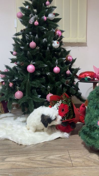 Vând cățeluș bichon