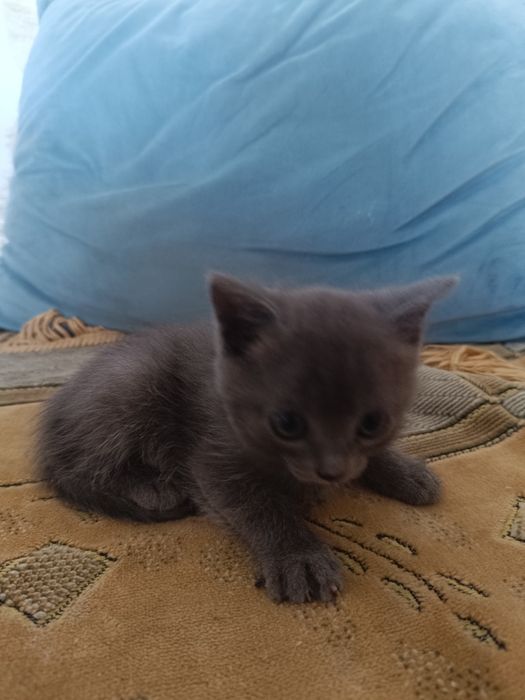 Отдам котенка бесплатно