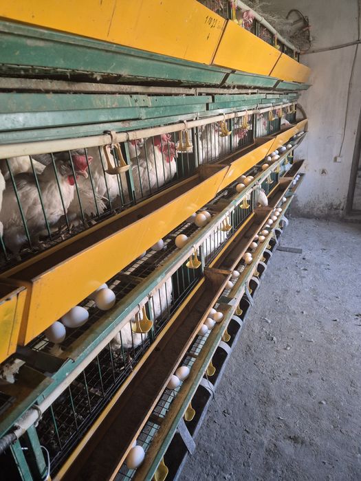 Куры нисушка белая