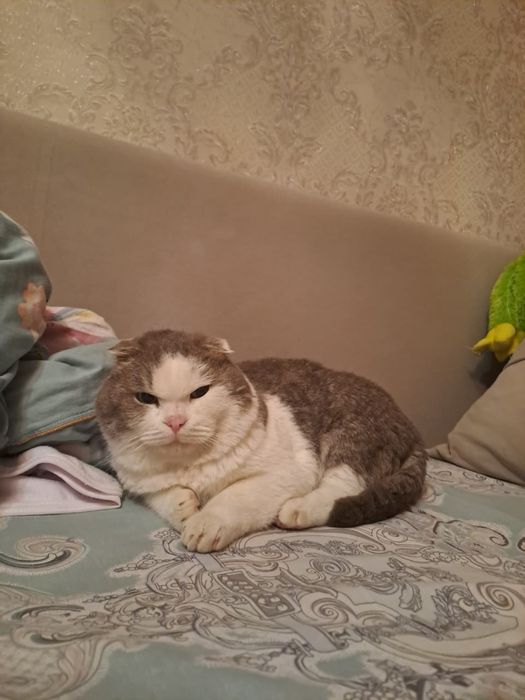 Отличный      кот   на   вязку