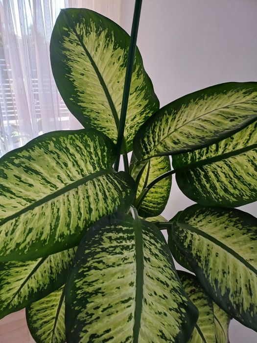 Planta de interior ideala pentru living moteluri și hoteluri pentru iubitorii de plante de camera