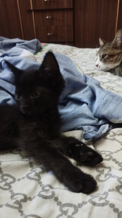 котята объявления