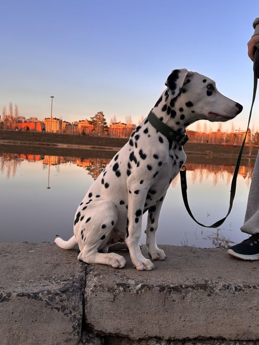 Отдам в добрый руки Далматина