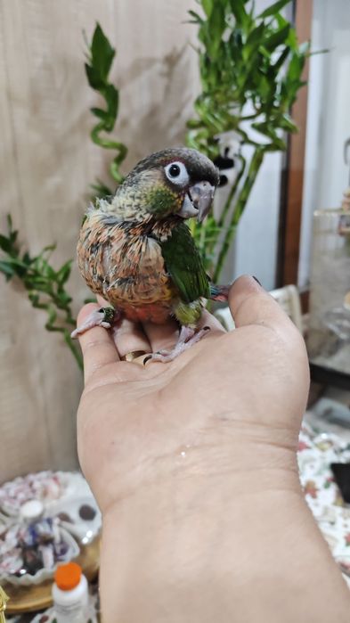 Продаются птенцы попугая Пиррруры.