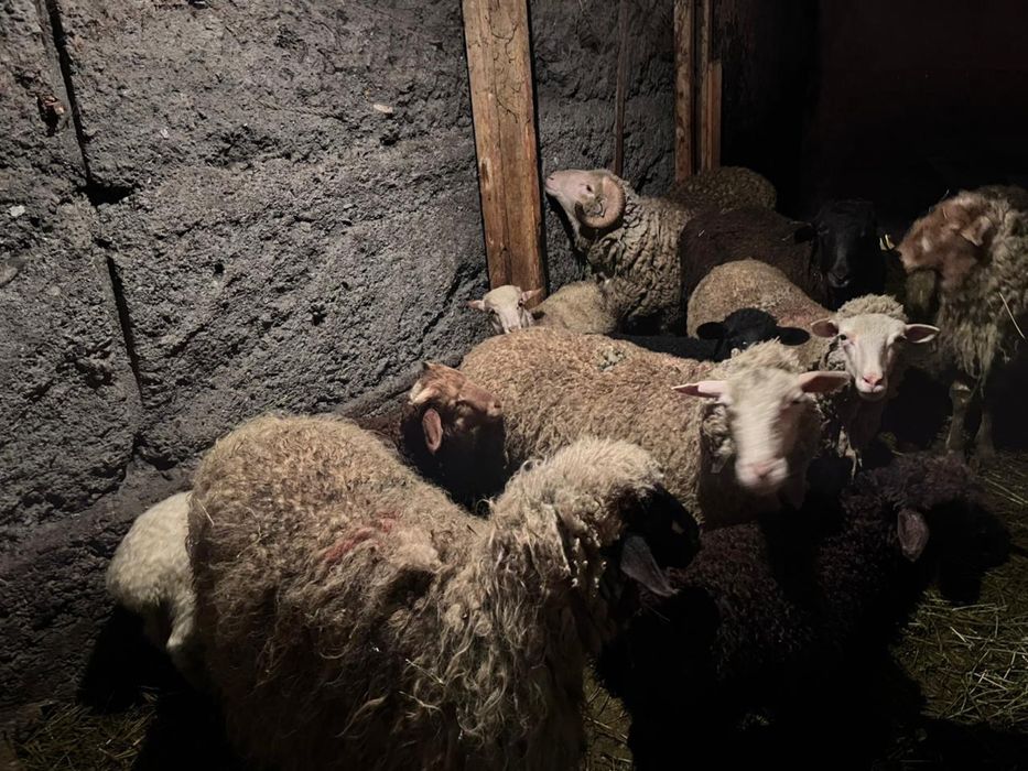 Продам баранов.     О