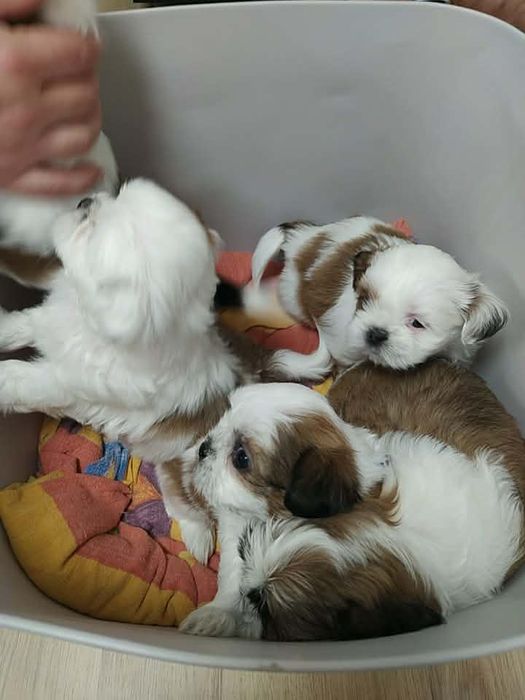 Кученце Ши тцу мъжко