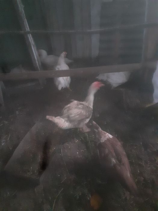 продам петухов уток курей кролов