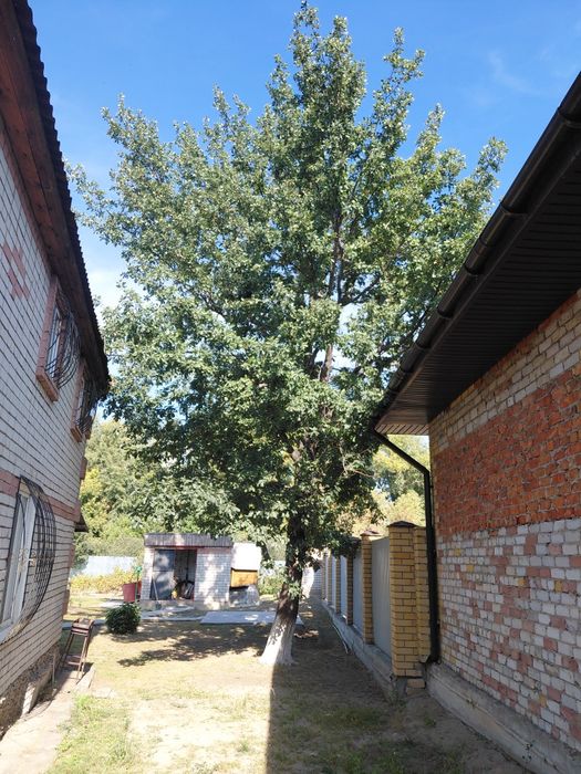Продам ствол дуба