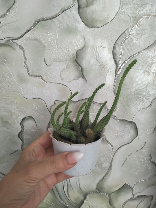 Продам комнатные цветы