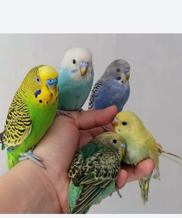 Волнистые попугаи