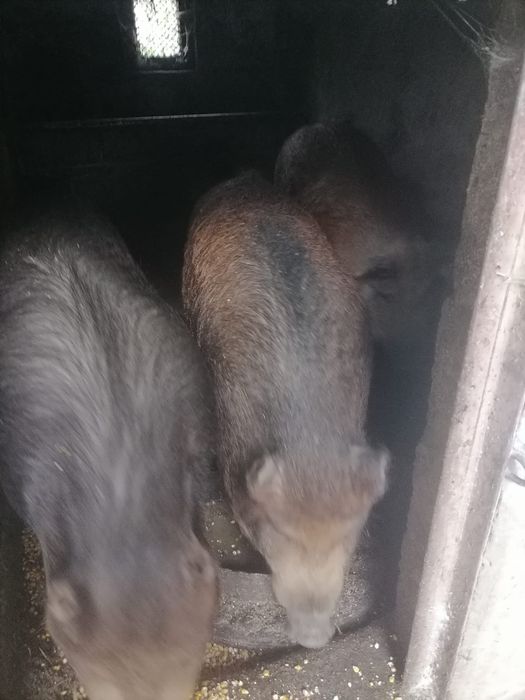 Vând una bucata oaie