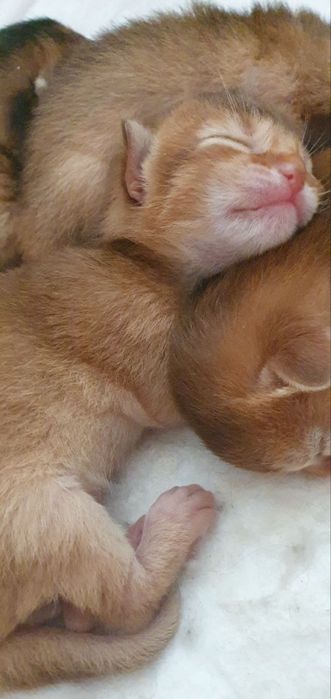 Продаётся Абессинский котята