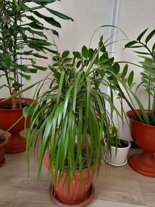 Үйдің гүлі сатылады