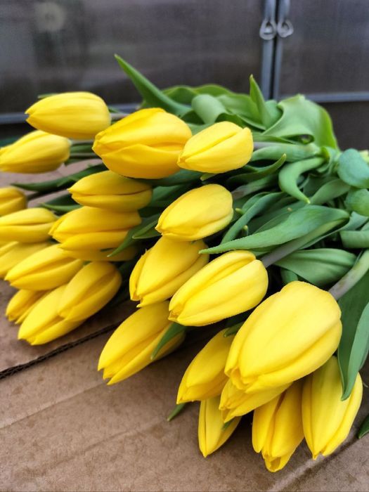 Тюльпаны крупные