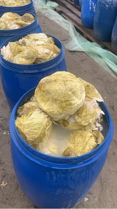 Vand varza murata romaneasca