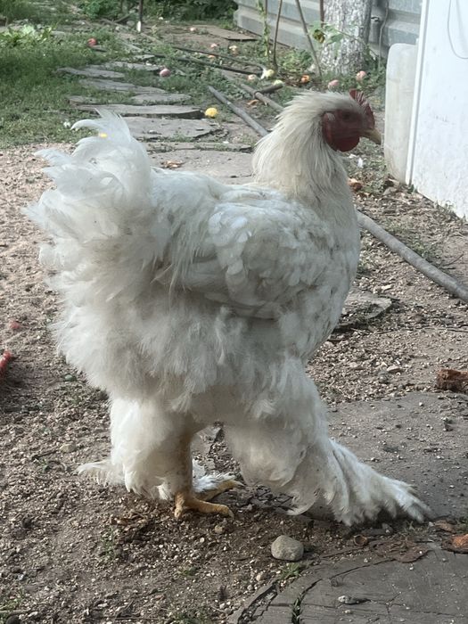 Продам молодых петухов кохинхин