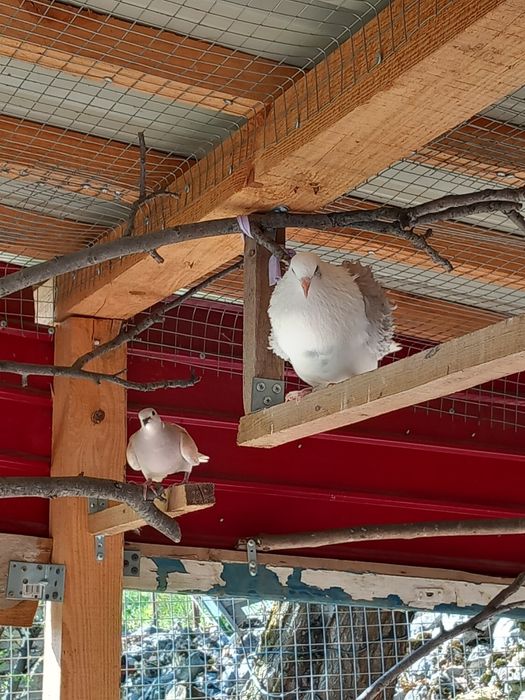 Продават се къдрави гълъби ,гр.Враца