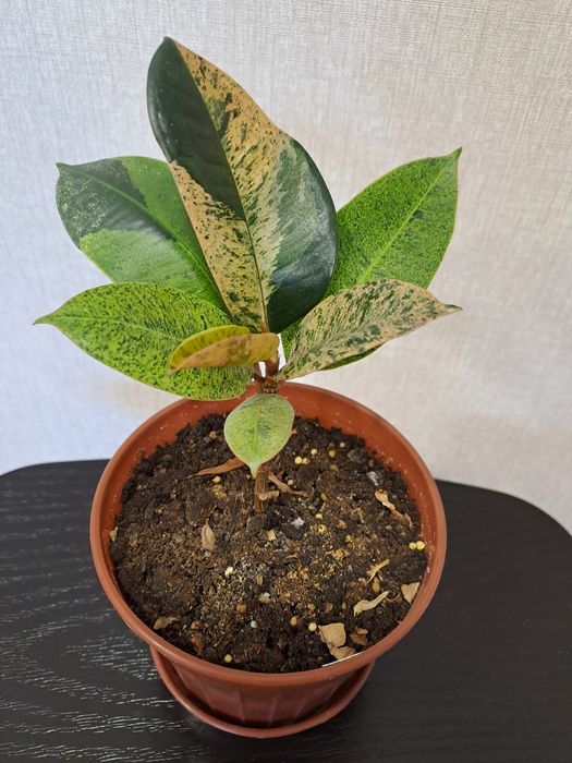 Продам комнатные цветы