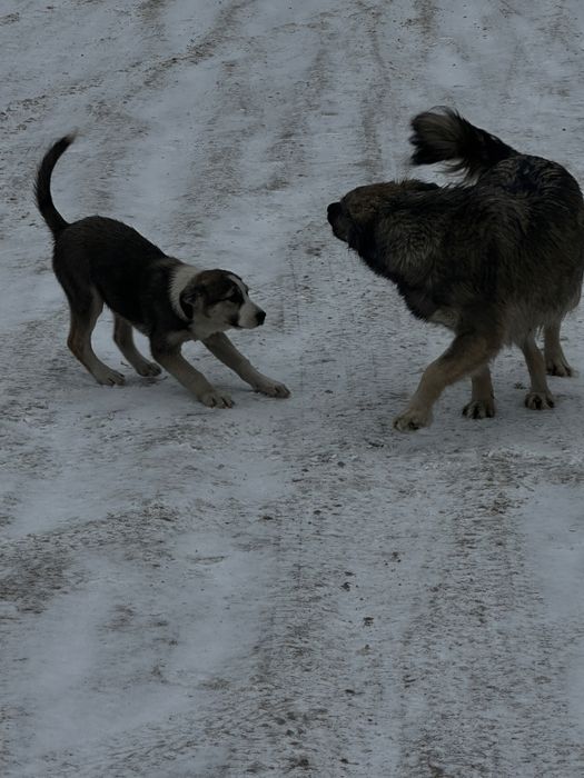 Отдам щенка в добрые руки