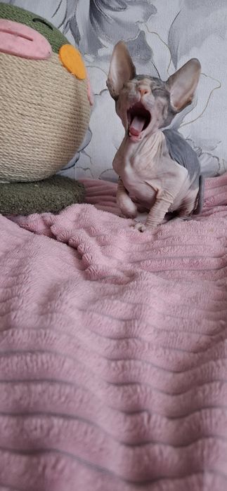 Сфинксы милые создания