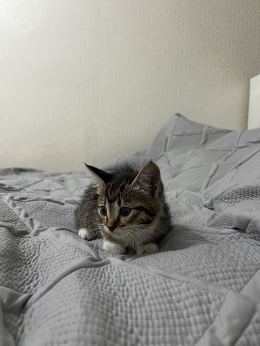 Отдам котенка  (девочка)