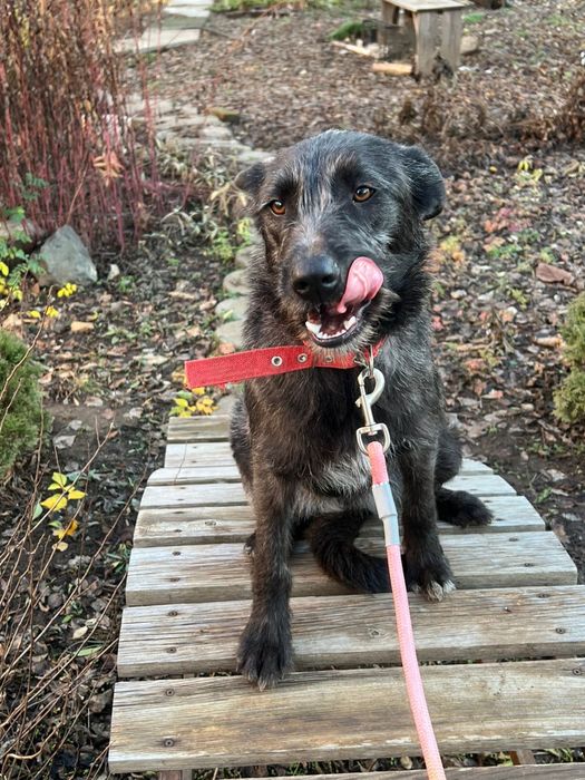 Отдам собаку в добрые руки