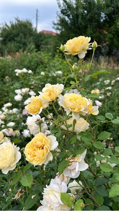 Продам кусты роз от Дэвида Остина