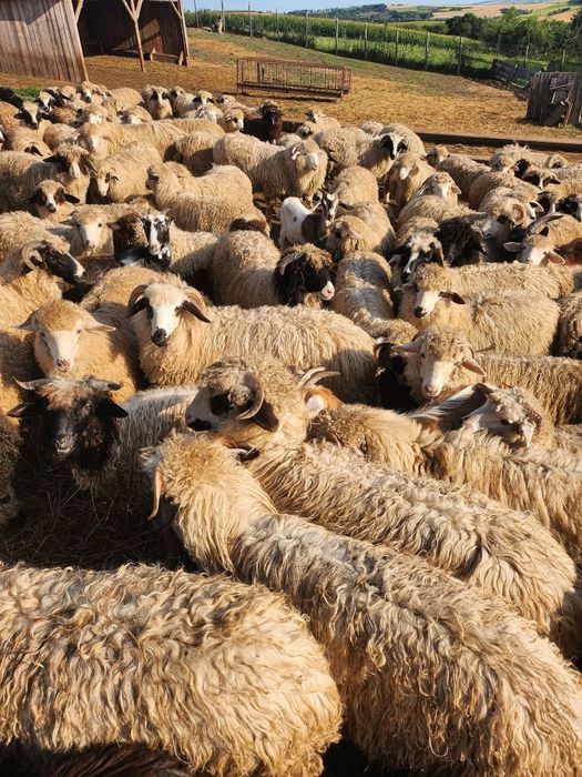 Vând 180 de oi cu lapte, rasa bîle si breze, - 850lei/buc