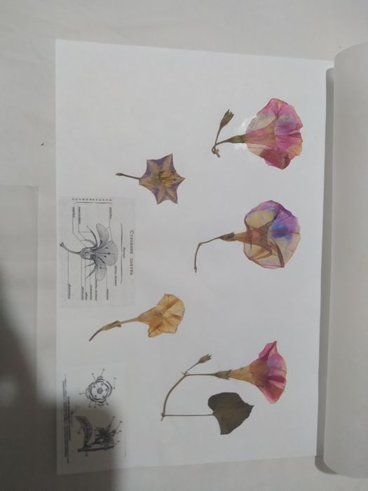 Гербарий с калькой-700 тг