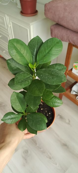 Фикусы мокламе, твилайт