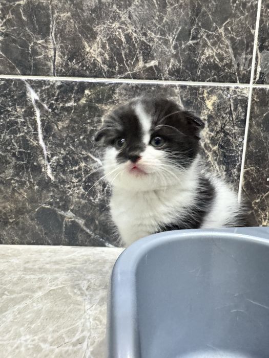 Котята шотландские вислоухие