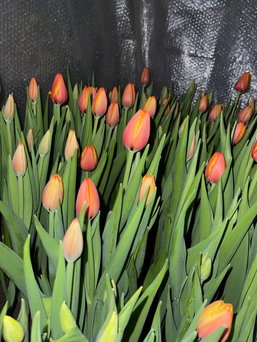 Тюльпаны оптом и в розницу