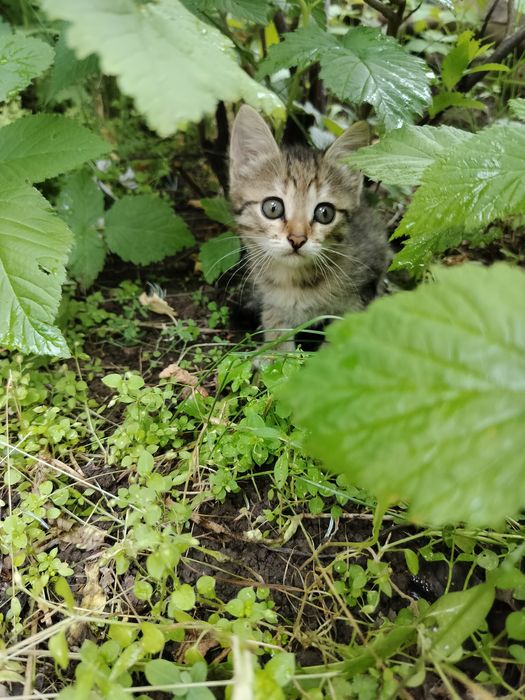 О дам котят в заботливые руки