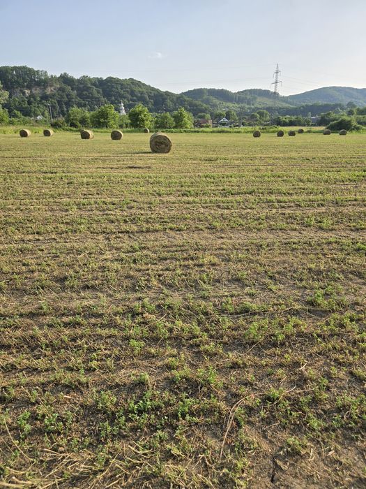 Baloți lucernă rotunzi