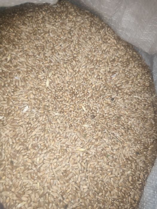 Пшеница, 50кг мешок