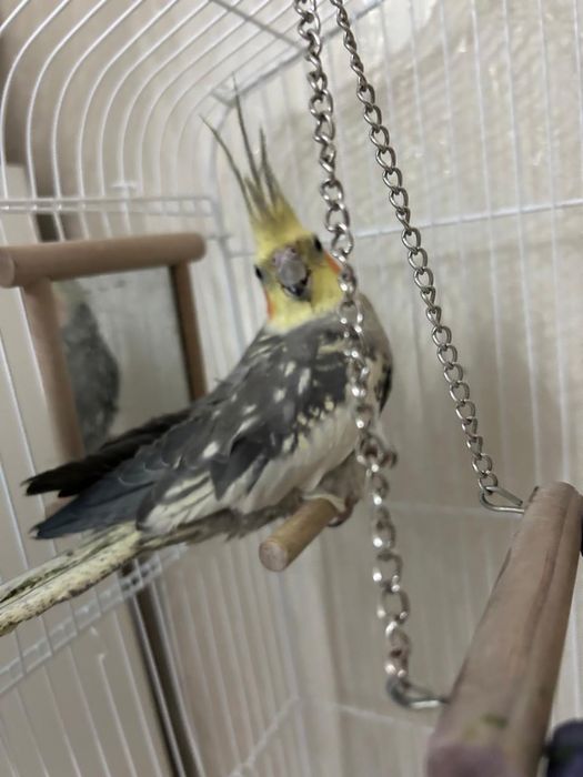 Попугаи кореллы пара