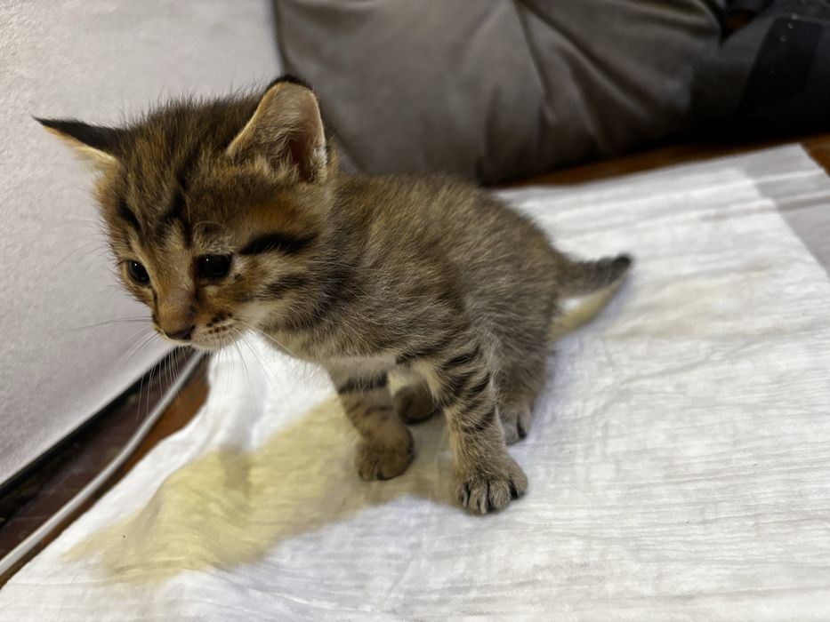 Отдам котят, 1 мес